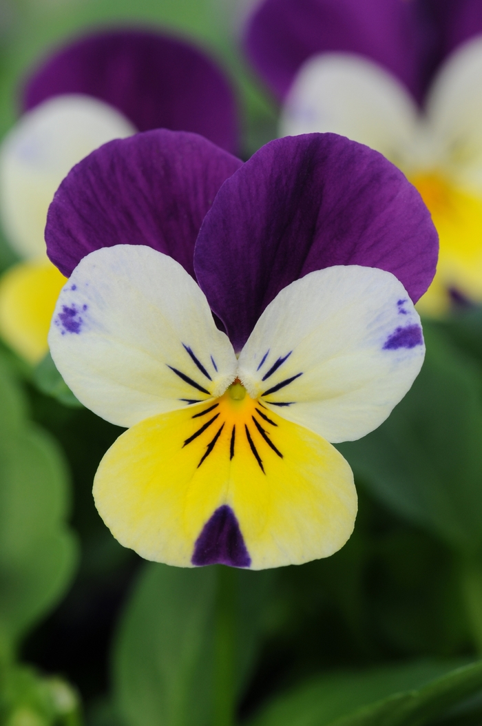 'Lemon Jump Up' Viola Sorbet - Viola cornuta from Wilson Farm, Inc. 'Lemon Jump Up' Viola Sorbet - Viola cornuta from Wilson Farm, Inc.