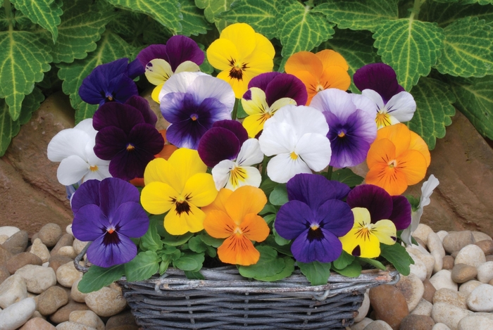 Mixture Viola Sorbet - Viola cornuta from Wilson Farm, Inc. Mixture Viola Sorbet - Viola cornuta from Wilson Farm, Inc.