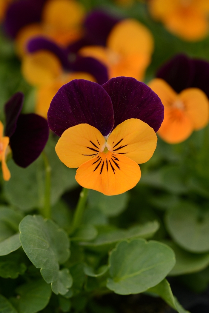 'Orange Jump Up' Viola Sorbet - Viola cornuta from Wilson Farm, Inc. 'Orange Jump Up' Viola Sorbet - Viola cornuta from Wilson Farm, Inc.