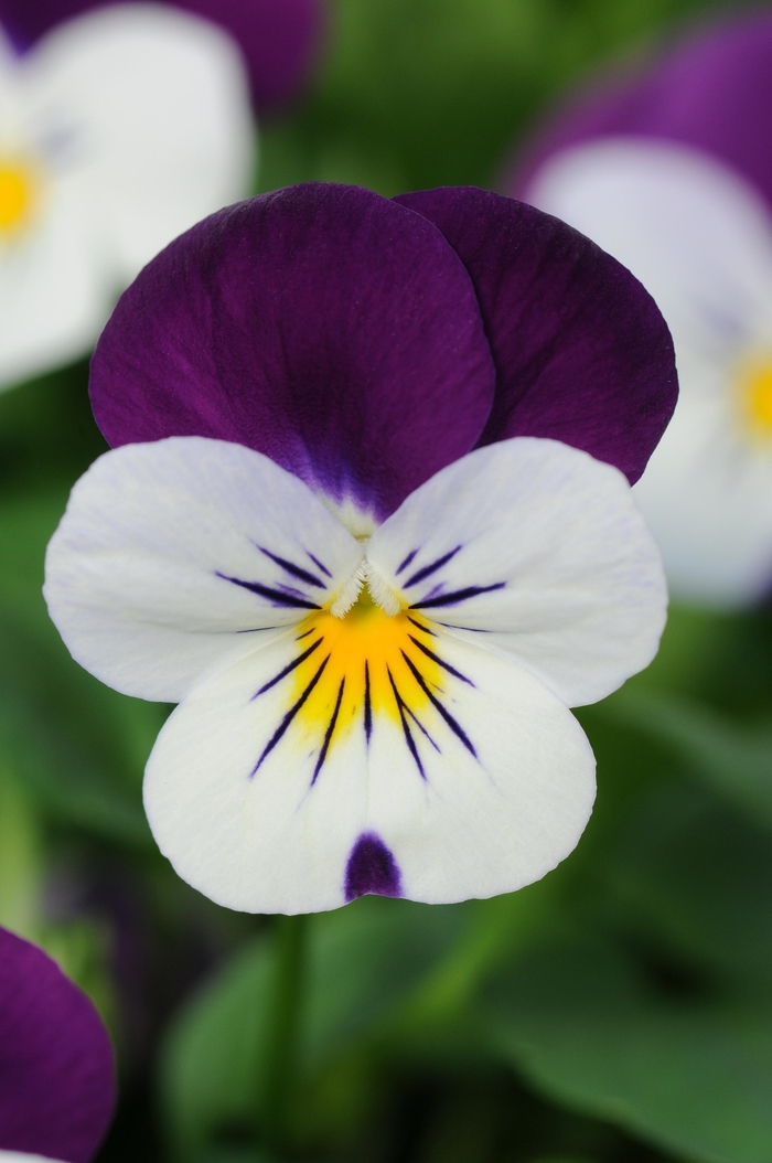 'White Jump Up' Viola Sorbet - Viola cornuta from Wilson Farm, Inc. 'White Jump Up' Viola Sorbet - Viola cornuta from Wilson Farm, Inc.