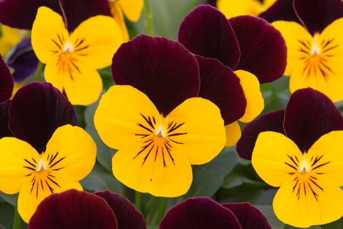 'Yellow Burgundy Jump Up' Viola Sorbet - Viola cornuta from Wilson Farm, Inc. 'Yellow Burgundy Jump Up' Viola Sorbet - Viola cornuta from Wilson Farm, Inc.