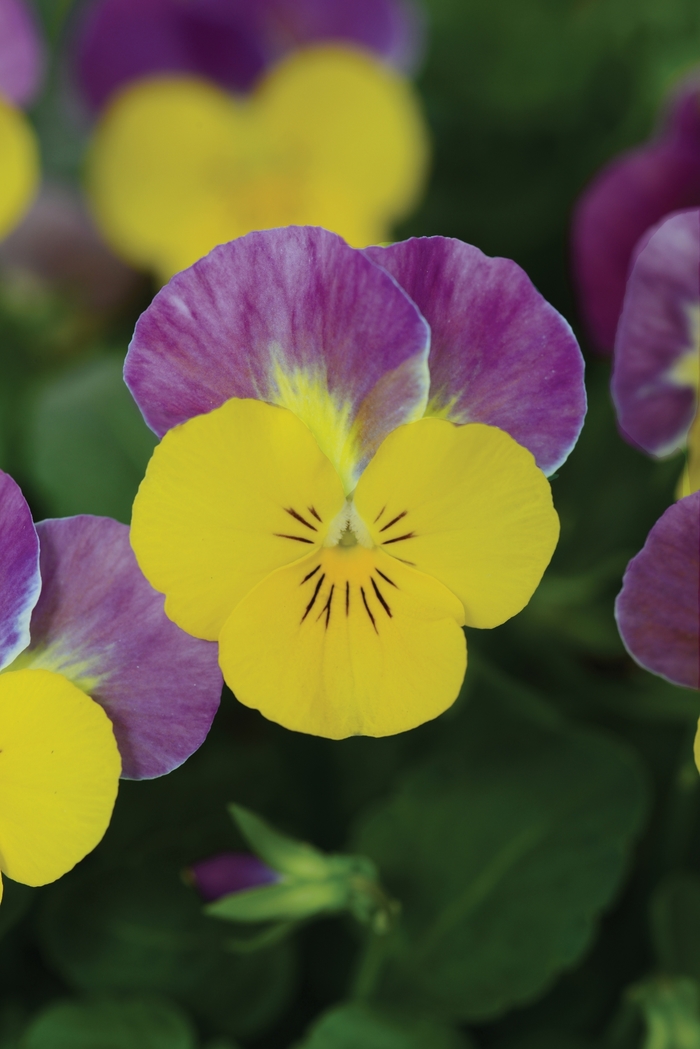 'Yellow Pink Jump Up' Viola Sorbet - Viola cornuta (Pansy) from Wilson Farm, Inc. 'Yellow Pink Jump Up' Viola Sorbet - Viola cornuta (Pansy) from Wilson Farm, Inc.
