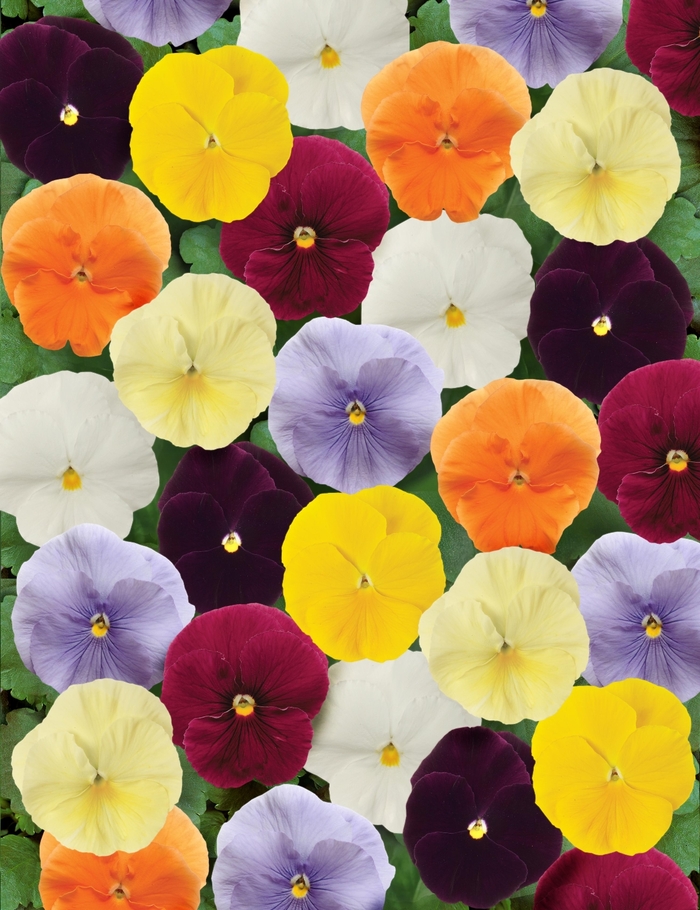 Clear Mix Matrix Pansy - Viola x wittrockiana (Pansy) from Wilson Farm, Inc. Clear Mix Matrix Pansy - Viola x wittrockiana (Pansy) from Wilson Farm, Inc.