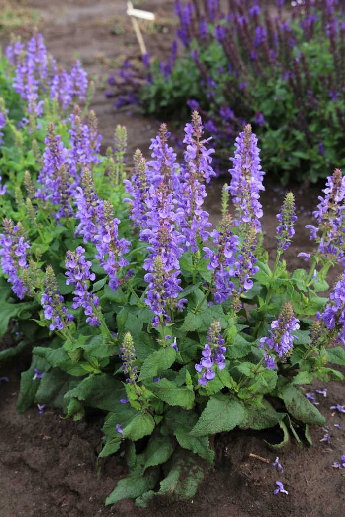 'Sky Blue Marvel' Meadow Sage - Salvia nemorosa from Wilson Farm, Inc. 'Sky Blue Marvel' Meadow Sage - Salvia nemorosa from Wilson Farm, Inc.