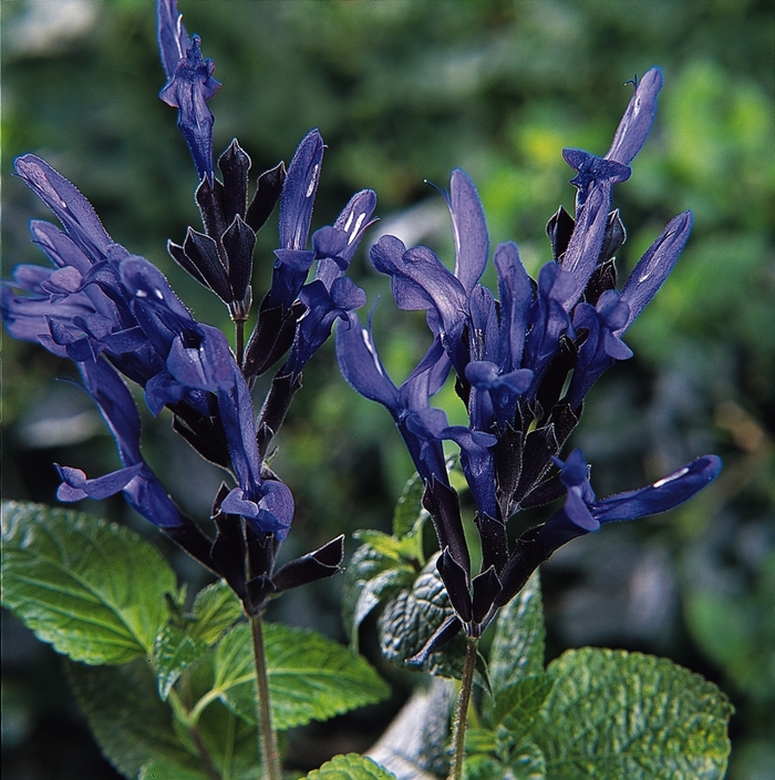 'Black & Blue' Salvia - Salvia guaranitica from Wilson Farm, Inc. 'Black & Blue' Salvia - Salvia guaranitica from Wilson Farm, Inc.