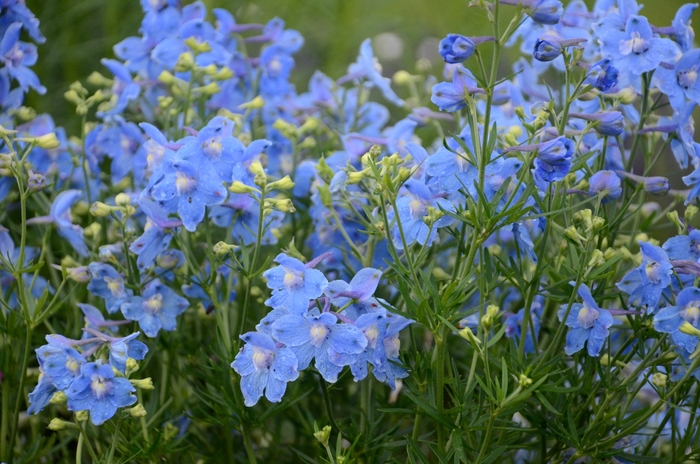 Delphinium Larkspur - Delphinium grandiflorum from Wilson Farm, Inc. Delphinium Larkspur - Delphinium grandiflorum from Wilson Farm, Inc.