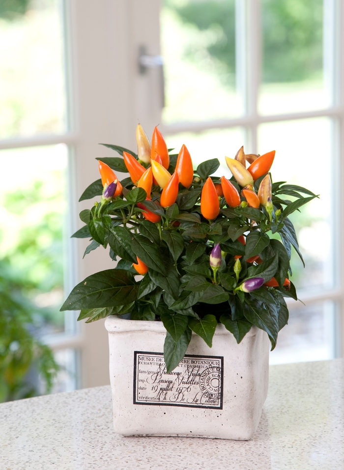 Acapulco Orange - Capsicum annuum (Ornamental Pepper) from Wilson Farm, Inc. Acapulco Orange - Capsicum annuum (Ornamental Pepper) from Wilson Farm, Inc.