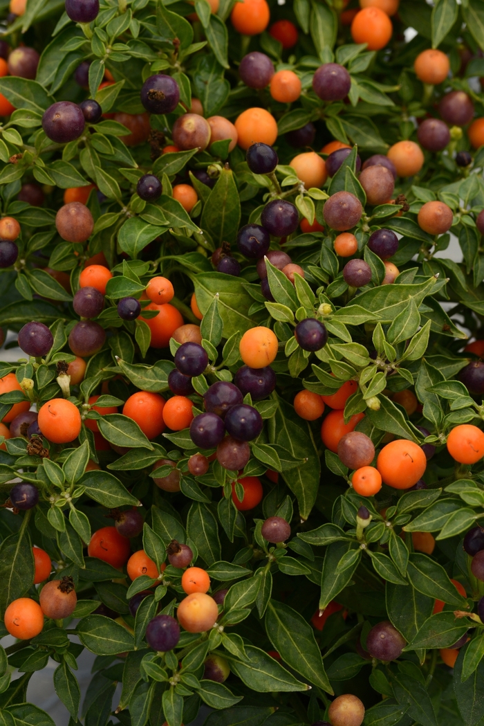 Hot Pops 'Purple' - Capsicum annuum (Ornamental Pepper) from Wilson Farm, Inc. Hot Pops 'Purple' - Capsicum annuum (Ornamental Pepper) from Wilson Farm, Inc.