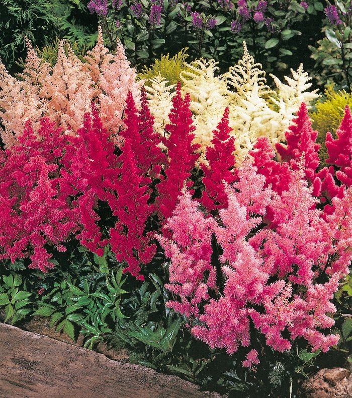Assorted Astilbe - Astilbe x arendsii from Wilson Farm, Inc. Assorted Astilbe - Astilbe x arendsii from Wilson Farm, Inc.
