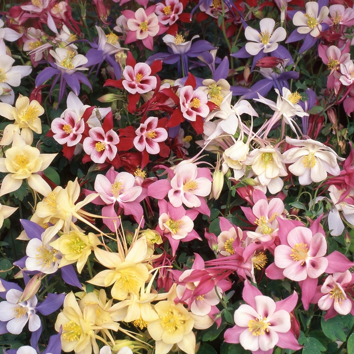 'Swan Mix' - Aquilegia (Columbine) from Wilson Farm, Inc. 'Swan Mix' - Aquilegia (Columbine) from Wilson Farm, Inc.