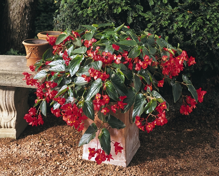 Dragon Wing&reg; 'Red' - Begonia from Wilson Farm, Inc.