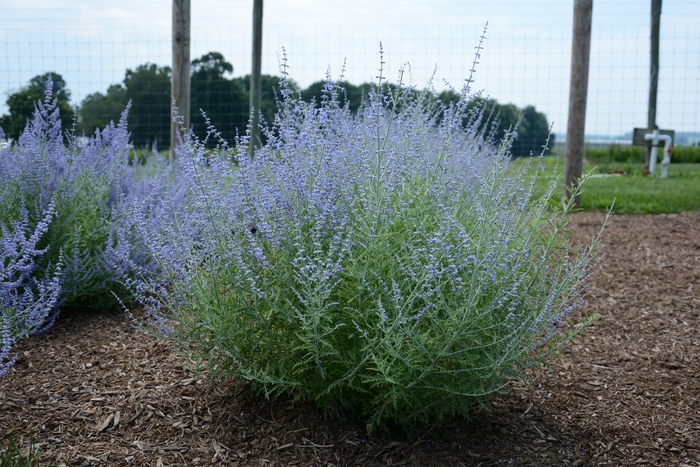'Little Lace' Russian Sage - Perovskia atriplicifolia from Wilson Farm, Inc. 'Little Lace' Russian Sage - Perovskia atriplicifolia from Wilson Farm, Inc.