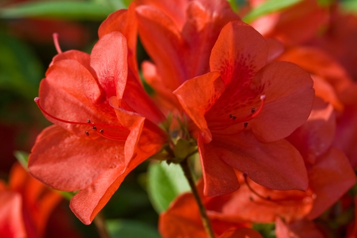 Encore® 'Autumn Bravo®'' - Rhododendron (Azalea) from Wilson Farm, Inc. Encore® 'Autumn Bravo®'' - Rhododendron (Azalea) from Wilson Farm, Inc.