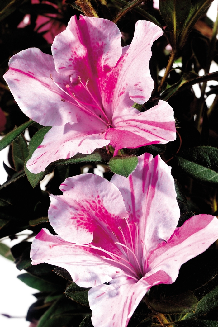 Encore® 'Autumn Twist®' - Rhododendron (Azalea) from Wilson Farm, Inc. Encore® 'Autumn Twist®' - Rhododendron (Azalea) from Wilson Farm, Inc.