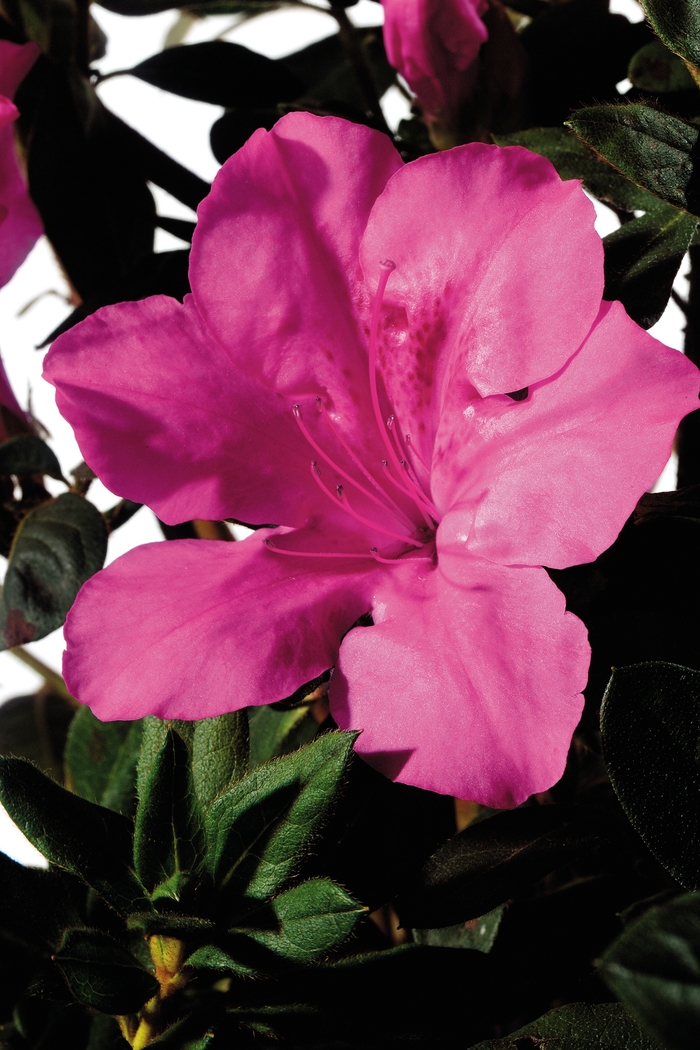 Encore® 'Autumn Sangria®' - Rhododendron (Azalea) from Wilson Farm, Inc. Encore® 'Autumn Sangria®' - Rhododendron (Azalea) from Wilson Farm, Inc.