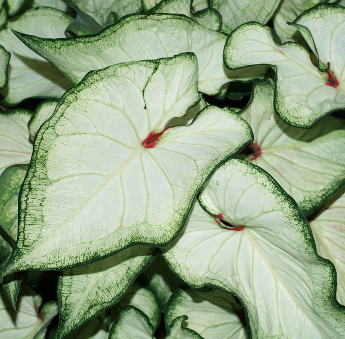 Heart to Heart® 'White Wonder' - Caladium hortulanum (Strap-leaf Caladium) from Wilson Farm, Inc. Heart to Heart® 'White Wonder' - Caladium hortulanum (Strap-leaf Caladium) from Wilson Farm, Inc.