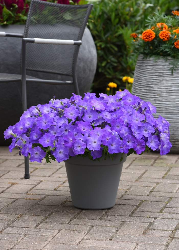 Easy Wave® 'Lavender Sky Blue' - Petunia from Wilson Farm, Inc. Easy Wave® 'Lavender Sky Blue' - Petunia from Wilson Farm, Inc.