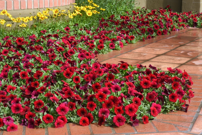 Easy Wave® 'Red Velour' - Petunia from Wilson Farm, Inc. Easy Wave® 'Red Velour' - Petunia from Wilson Farm, Inc.