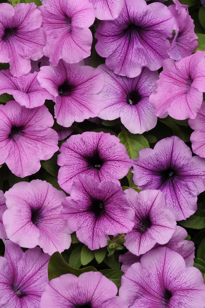Easy Wave® 'Plum Vein' - Petunia from Wilson Farm, Inc. Easy Wave® 'Plum Vein' - Petunia from Wilson Farm, Inc.