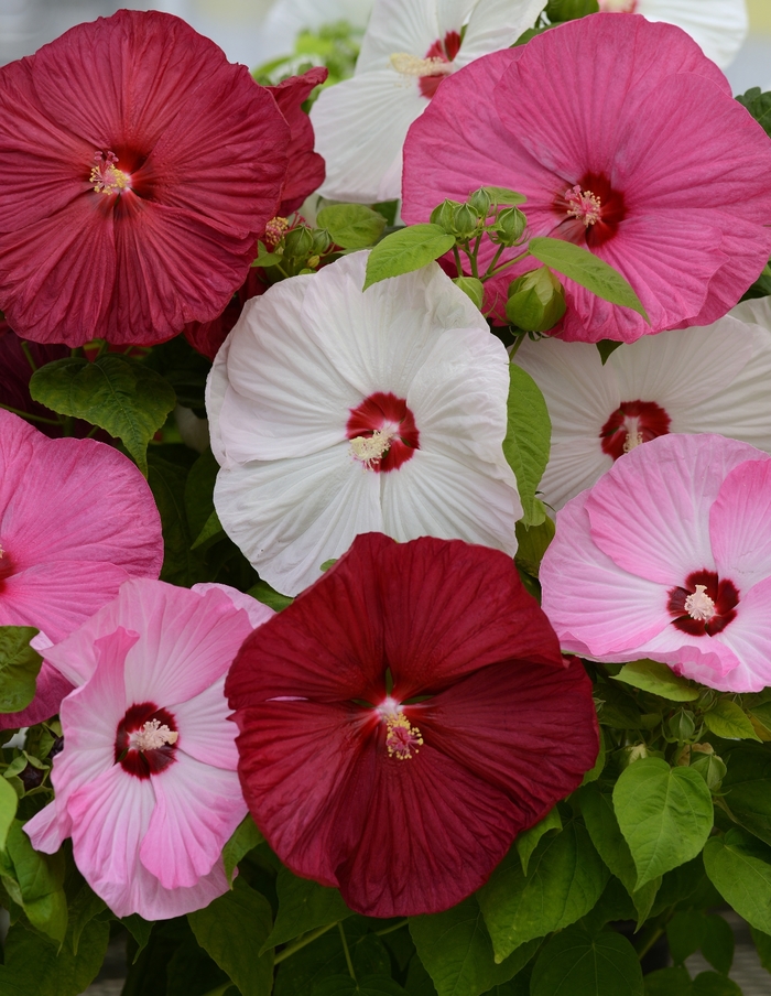 Luna™ 'Mix' - Hibiscus moscheutos (Hardy Hibiscus) from Wilson Farm, Inc. Luna™ 'Mix' - Hibiscus moscheutos (Hardy Hibiscus) from Wilson Farm, Inc.