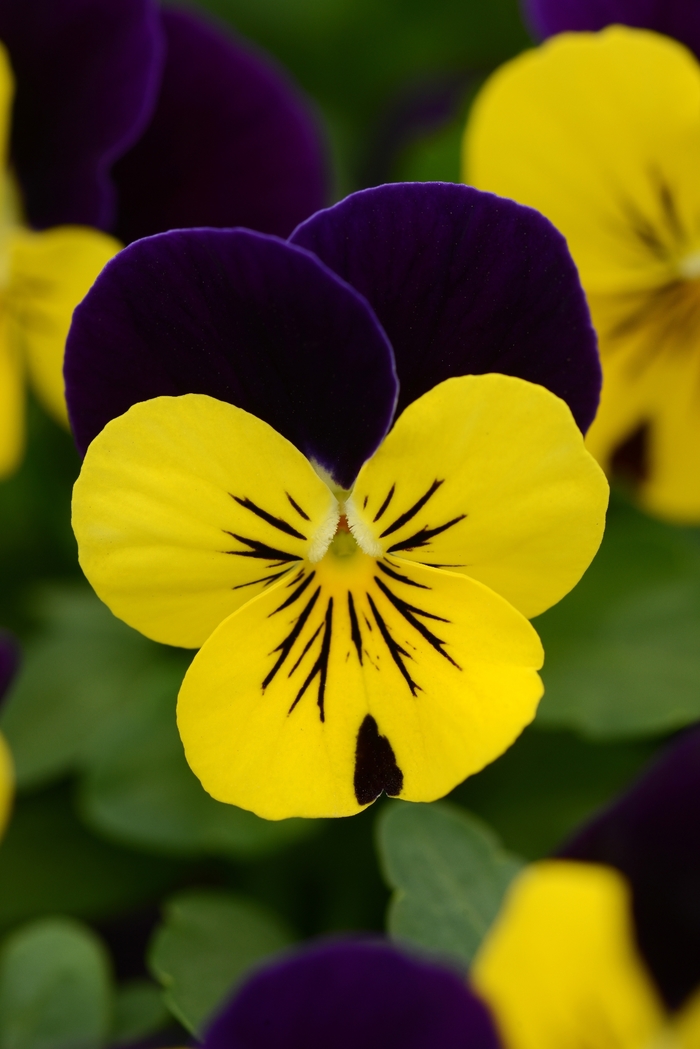 'Yellow Violet Jump Up' Viola Sorbet - Viola cornuta from Wilson Farm, Inc. 'Yellow Violet Jump Up' Viola Sorbet - Viola cornuta from Wilson Farm, Inc.