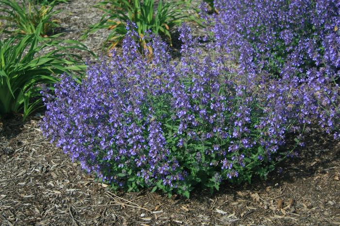'Junior Walker™' Catmint - Nepeta x faassenii from Wilson Farm, Inc. 'Junior Walker™' Catmint - Nepeta x faassenii from Wilson Farm, Inc.