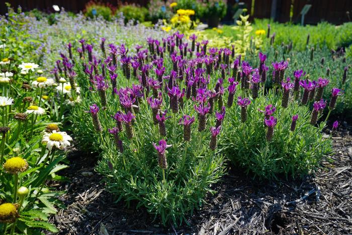 'Primavera' Spanish Lavender - Lavandula stoechas from Wilson Farm, Inc. 'Primavera' Spanish Lavender - Lavandula stoechas from Wilson Farm, Inc.