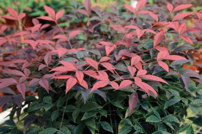 Flirt Nandina - Nandina domestica 'Murasaki' from Wilson Farm, Inc. Flirt Nandina - Nandina domestica 'Murasaki' from Wilson Farm, Inc.
