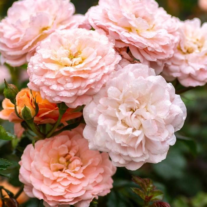 'Apricot Drift®' Rose - Rosa from Wilson Farm, Inc. 'Apricot Drift®' Rose - Rosa from Wilson Farm, Inc.