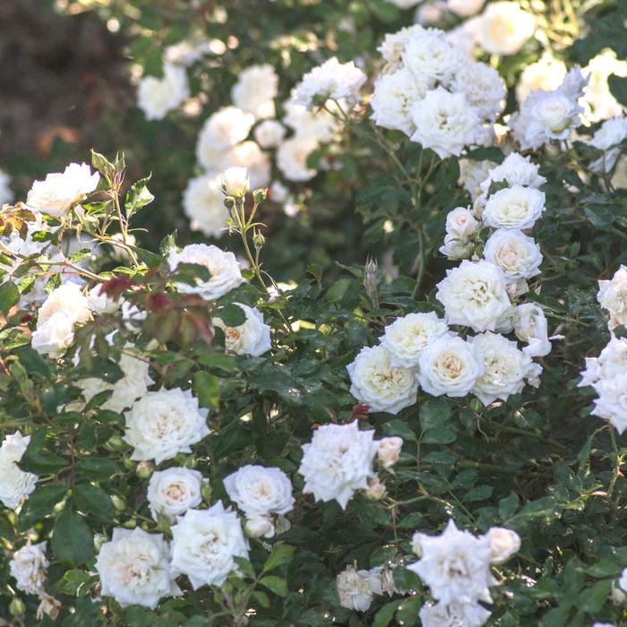 'White Drift®' Rose - Rosa from Wilson Farm, Inc. 'White Drift®' Rose - Rosa from Wilson Farm, Inc.