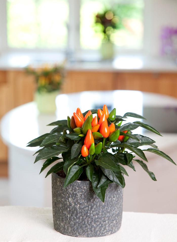 'Salsa Dark Orange' - Capsicum annuum (Ornamental Pepper) from Wilson Farm, Inc. 'Salsa Dark Orange' - Capsicum annuum (Ornamental Pepper) from Wilson Farm, Inc.