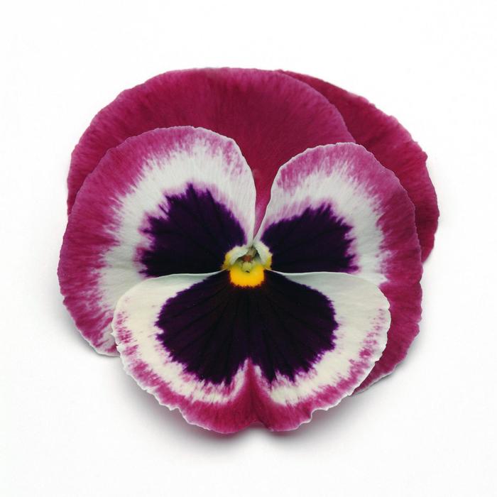 'Rose Wing' Matrix Pansy - Viola x wittrockiana (Pansy) from Wilson Farm, Inc. 'Rose Wing' Matrix Pansy - Viola x wittrockiana (Pansy) from Wilson Farm, Inc.