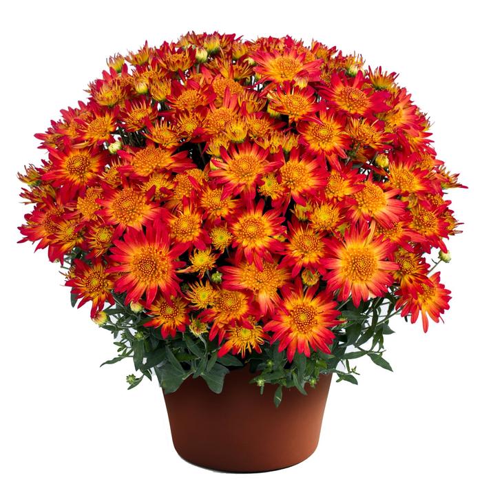 'Autumn Sunset™' Garden Mum - Chrysanthemum x morifolium from Wilson Farm, Inc. 'Autumn Sunset™' Garden Mum - Chrysanthemum x morifolium from Wilson Farm, Inc.