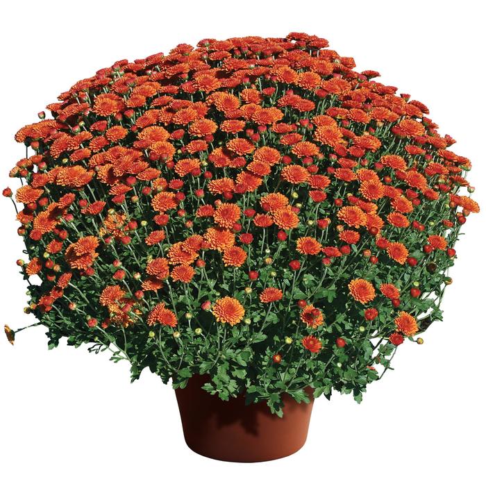 'Hailey Gold' Garden Mum - Chrysanthemum x morifolium from Wilson Farm, Inc. 'Hailey Gold' Garden Mum - Chrysanthemum x morifolium from Wilson Farm, Inc.