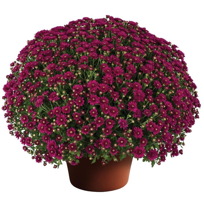 'Wanda™ Purple' Garden Mum - Chrysanthemum x morifolium from Wilson Farm, Inc. 'Wanda™ Purple' Garden Mum - Chrysanthemum x morifolium from Wilson Farm, Inc.