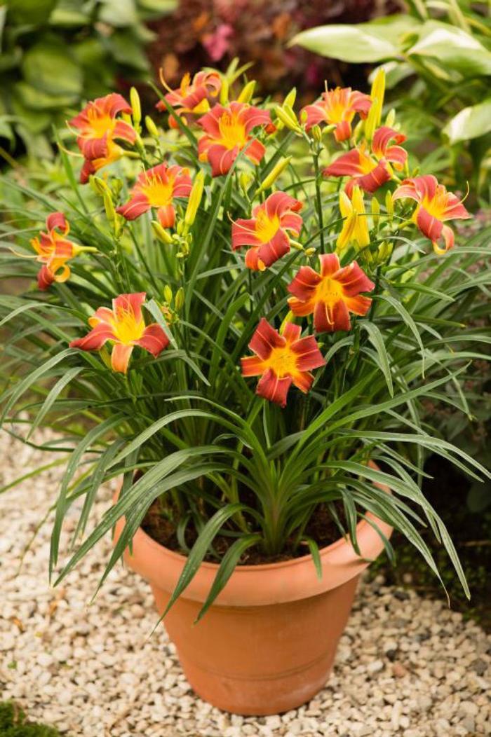 EveryDaylily® 'Red Rib' - Hemerocallis (Daylily) from Wilson Farm, Inc. EveryDaylily® 'Red Rib' - Hemerocallis (Daylily) from Wilson Farm, Inc.