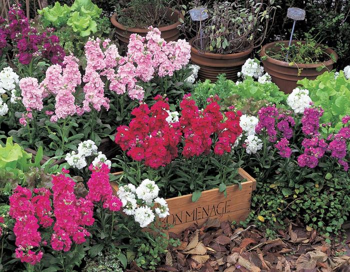 Stock Harmony - Matthiola Incana from Wilson Farm, Inc. Stock Harmony - Matthiola Incana from Wilson Farm, Inc.