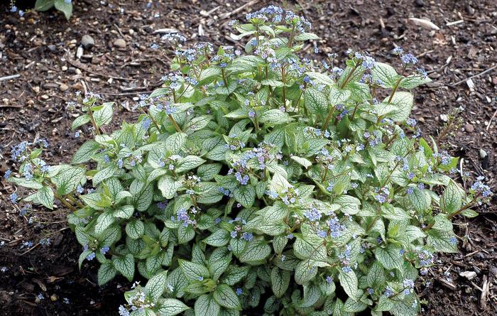 'Alexander's Great Brunnera - Brunnera from Wilson Farm, Inc. 'Alexander's Great Brunnera - Brunnera from Wilson Farm, Inc.