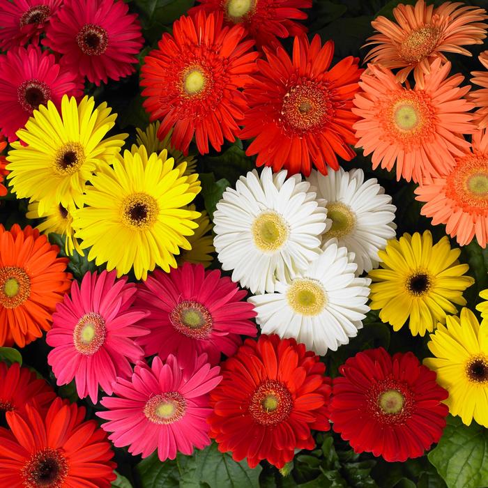Gerber Daisy - Gerbera jamesonii from Wilson Farm, Inc. Gerber Daisy - Gerbera jamesonii from Wilson Farm, Inc.