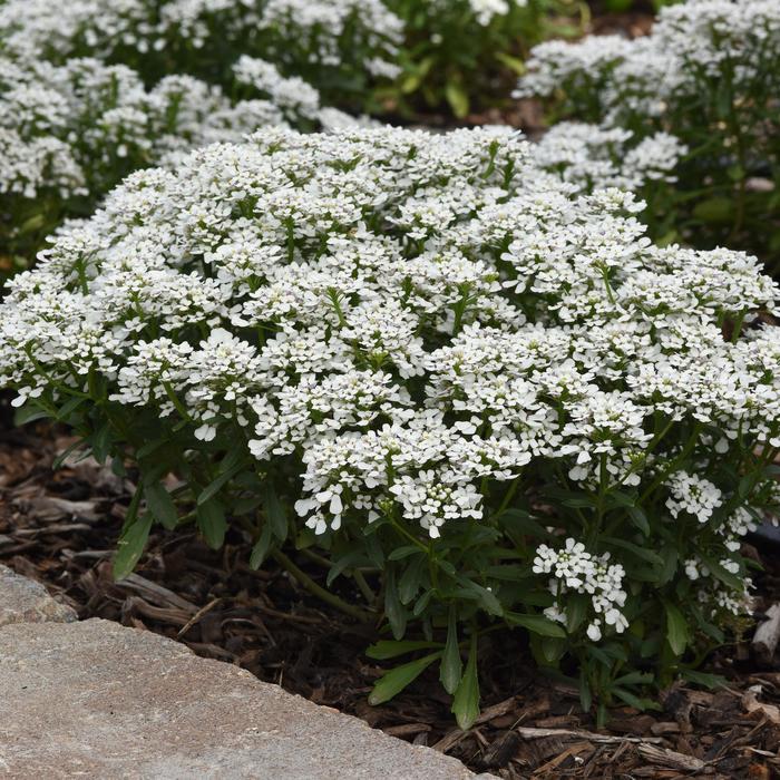 'Summer Snowdrift' Candytuft - Iberis amara from Wilson Farm, Inc. 'Summer Snowdrift' Candytuft - Iberis amara from Wilson Farm, Inc.