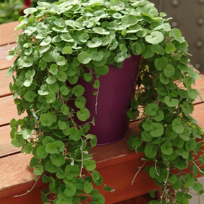 'Emerald falls' - Dichondra repens from Wilson Farm, Inc. 'Emerald falls' - Dichondra repens from Wilson Farm, Inc.