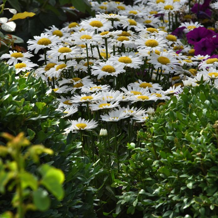 Shasta Daisy - Leucanthemum x superbum from Wilson Farm, Inc. Shasta Daisy - Leucanthemum x superbum from Wilson Farm, Inc.