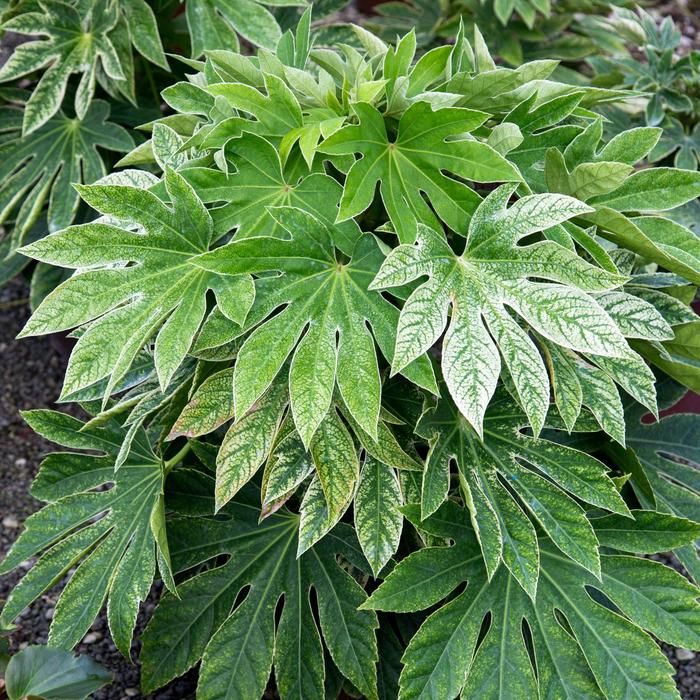 ''Spider''s Web'' Speckled Japanese Aralia - Fatsia japonica from Wilson Farm, Inc. ''Spider''s Web'' Speckled Japanese Aralia - Fatsia japonica from Wilson Farm, Inc.
