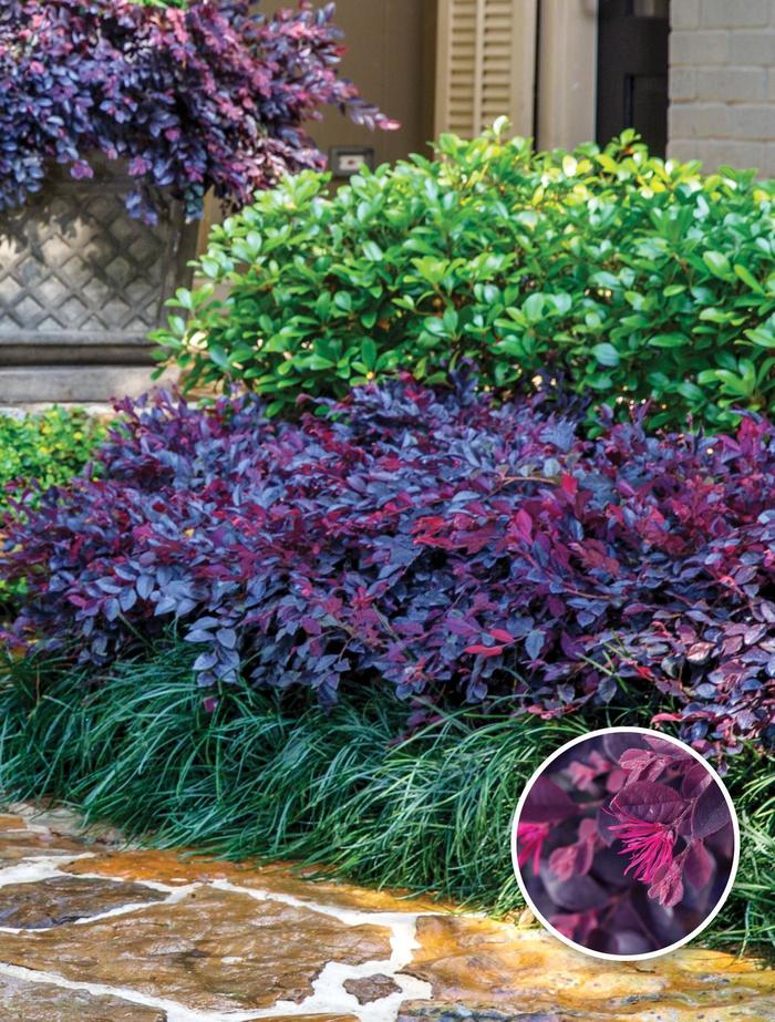 'Purple Daydream®' Chinese Fringeflower - Loropetalum chinense from Wilson Farm, Inc. 'Purple Daydream®' Chinese Fringeflower - Loropetalum chinense from Wilson Farm, Inc.