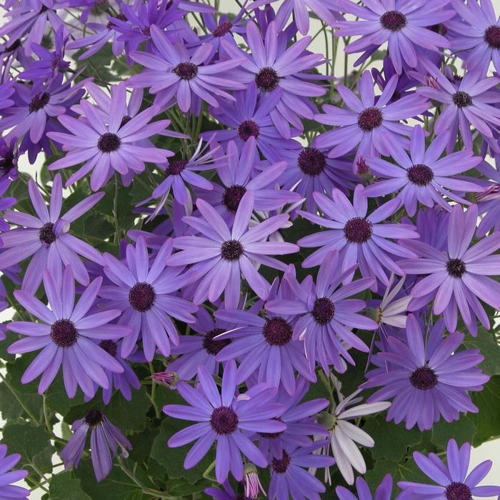 Senetti® Blue - Pericallis (Cineraria) from Wilson Farm, Inc. Senetti® Blue - Pericallis (Cineraria) from Wilson Farm, Inc.