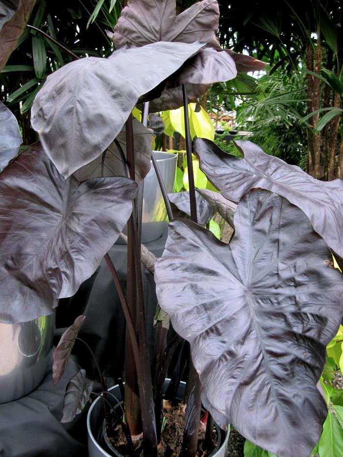 Royal Hawaiian® 'Black Coral' - Colocasia esculenta (Elephant's Ear) from Wilson Farm, Inc. Royal Hawaiian® 'Black Coral' - Colocasia esculenta (Elephant's Ear) from Wilson Farm, Inc.