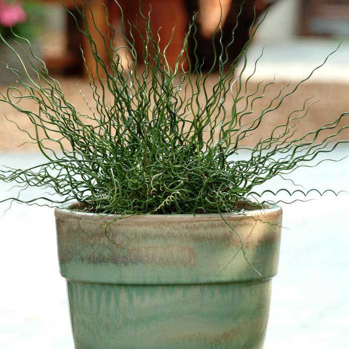 'Twister' Corkscrew Rush - Juncus effusus spiralis from Wilson Farm, Inc. 'Twister' Corkscrew Rush - Juncus effusus spiralis from Wilson Farm, Inc.