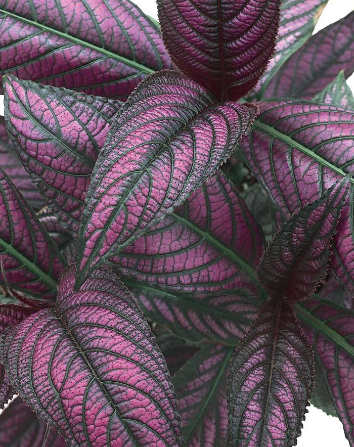 Persian Shield - Strobilanthes dyerianus from Wilson Farm, Inc. Persian Shield - Strobilanthes dyerianus from Wilson Farm, Inc.