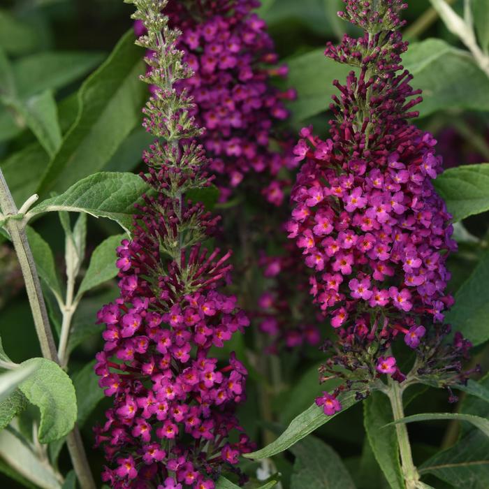 Chrysalis™ 'Cranberry' - Buddleia davidii (Butterfly Bush) from Wilson Farm, Inc. Chrysalis™ 'Cranberry' - Buddleia davidii (Butterfly Bush) from Wilson Farm, Inc.