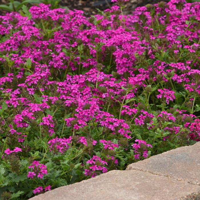 'Homestead Hot Pink' - Verbena canadensis from Wilson Farm, Inc. 'Homestead Hot Pink' - Verbena canadensis from Wilson Farm, Inc.